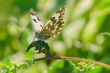 Obraz premium Pierido (Río Monnegre, Alicante, España)