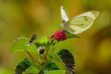 Pieris napi (R&iacute;o Monnegre, Alicante, Espa&ntilde;a)