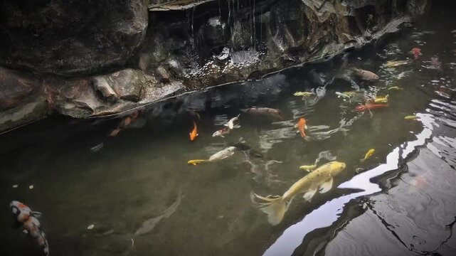Colorful cyprinus rubrofuscus gracefully swim beneath the surface of a clear pond, creating a tranquil and harmonious scene. The vibrant orange, white, and golden of the koi