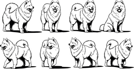 Samoyed dog silhouettes, fluffy breed, curled tail, upright ears, walking posture, sitting pose, black illustration, vector artwork, minimal design, animal drawing © Masud World