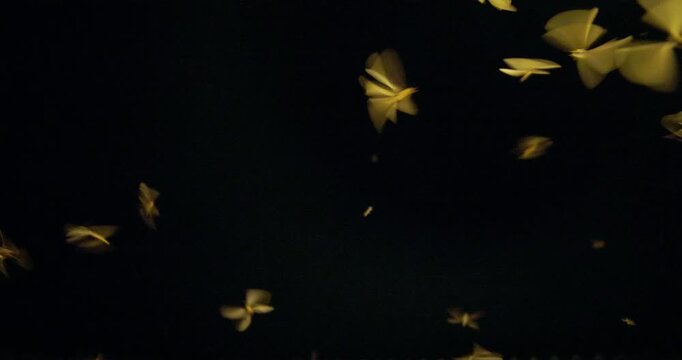 Winged termites emerge and take flight at night, signalling the monsoon rains in the wild.