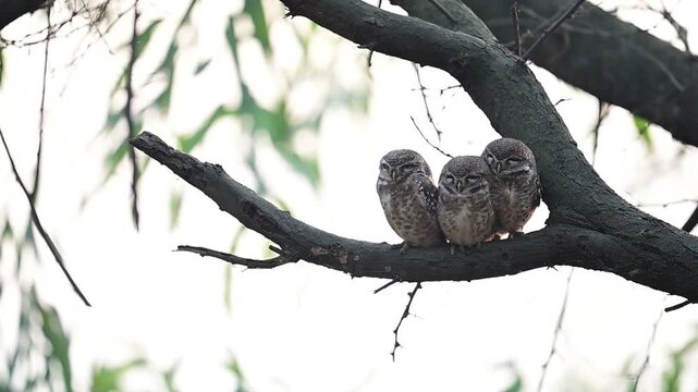 Soft morning light frames spotted owlet family resting together peacefully