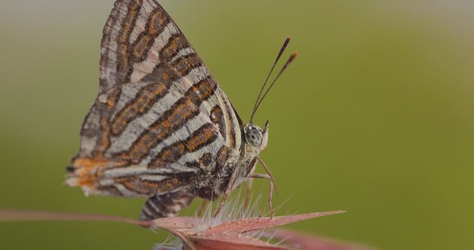 Common Silverline butterfly taps its legs and warms up for its first morning flight; macro view.