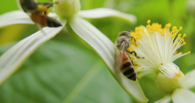 Social Red Dwarf honeybees explore a garden colorful flower for nectar and yellow pollen,