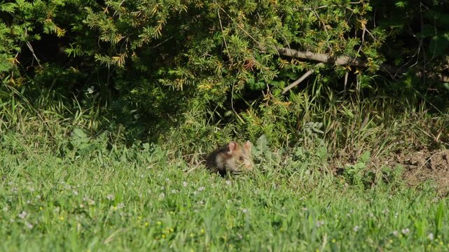 Hamster foraging by juniper bush at grass edge, using front paws to nibble and sniff, pausing to look up inquisitively in sunny natural habitat.