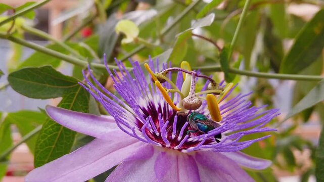 Close-up pan-left of vibrant purple passion flower with metallic green bee on intricate center.