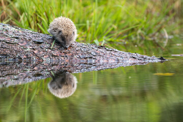 Hedgehog, Erinaceus europaeus, single mammal by water. © Rudolf