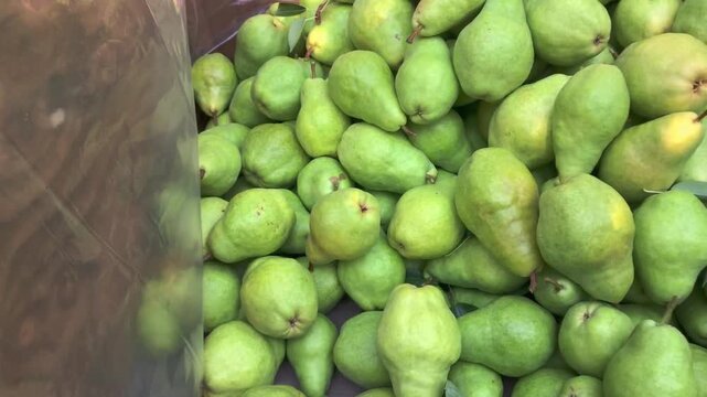 Tight shot of fresh green pears piled together as a bag drops more fruit into the collection, adding to the growing harvest.