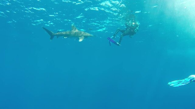 Graceful Oceanic Whitetip Shark, Carcharhinus longimanus, swims elegantly in crystal-clear Bahamian waters as snorkelers observe. A truly majestic underwater encounter.