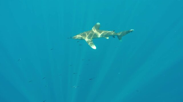 A magnificent Oceanic Whitetip, Carcharhinus longimanus, navigates the crystal-clear turquoise waters. This shark swims effortlessly in The Bahamas during daylight.