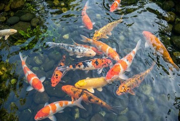 Colorful koi fish swimming in clear pond with visible stones below. Concept of tranquility and harmony.