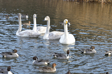 Winter Migratory Birds at Shiroishi River in Miyagi, Japan &ndash; Swans and Ducks Gathering on December 16, 2025