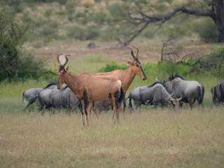 Obraz premium Südafrikanische Kuhantilope, Alcelaphus caama