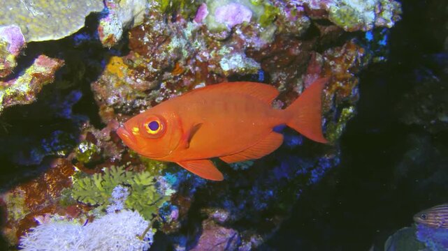 Observe a radiant crescent-tail bigeye swimming among the colorful corals of the Caribbean. Notice the delicate details of the coral and other fish nearby.