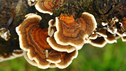 Mycology, close-up image of fungus of the genus Trametes versicolor on a dead tree trunk.