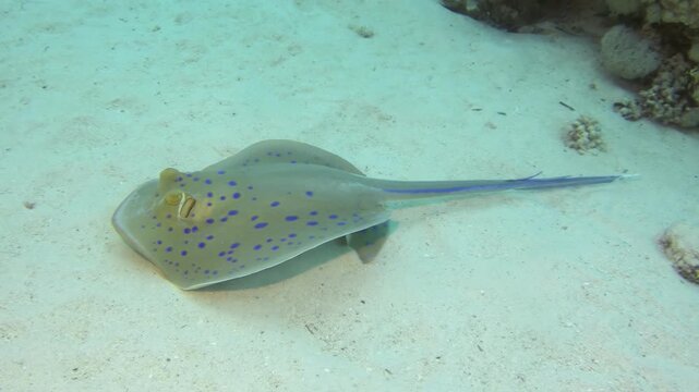 Beneath the cerulean surface, a Bluespotted Ribbontail Ray elegantly graces the sandy bottom. Its vibrant blue spots sparkle under the sunlight in the warm waters.