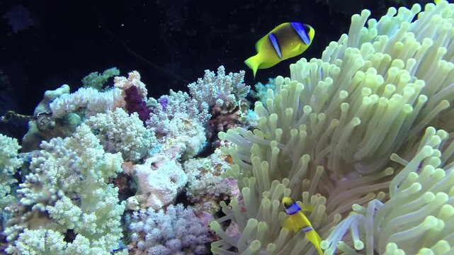 Watch as vibrant clownfish gracefully meander amongst a flourishing sea anemone. This beautiful display of marine life was observed in the crystal-clear waters of the Red Sea.