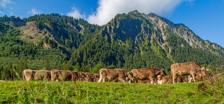 Viehscheid - Allg&auml;u - Bad Hindelang - K&uuml;he - Almabtrieb - Alpen