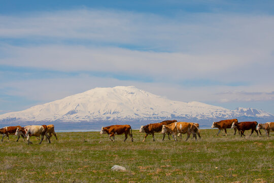 Mount Ararat (Armenian: , Ararat or , Masis; Kurdish: iyay Agir; during the Seljuk period: Eri Da), with an altitude of 5,137 meters, is the highest mountain in Turkiye.