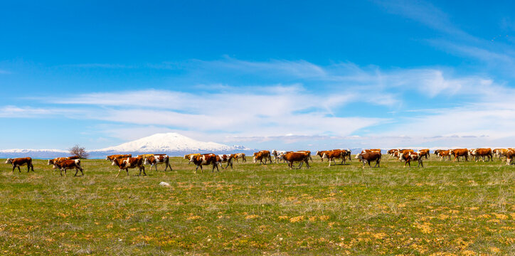 Mount Ararat (Armenian: , Ararat or , Masis; Kurdish: iyay Agir; during the Seljuk period: Eri Da), with an altitude of 5,137 meters, is the highest mountain in Turkiye.