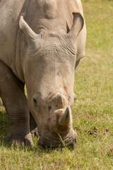 Obraz premium White rhinoceros (Ceratotherium simum), Lake Nakuru National Park, Kenya