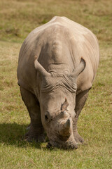 Obraz premium White rhinoceros (Ceratotherium simum), Lake Nakuru National Park, Kenya