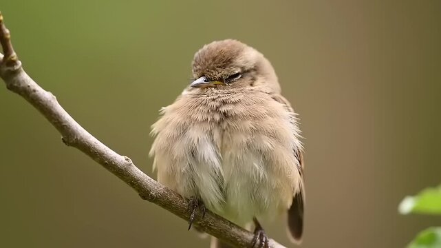 Fluffed-up bushtit bird perching, resting on branch, looking sleepy in soft focus, nature photography, close-up, in spring sunlight