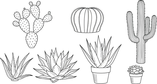 Hand drawn collection of various cacti and succulent plants outline botanical illustrations for desert flora designs and natural concepts