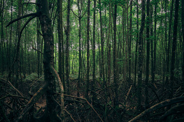 Obraz premium Atmospheric Overgrown Mangrove Forest Landscape with Dense Root Structure Natural Environment