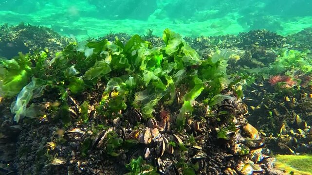 The Black Sea, green algae Ulva lactuca on stones overgrown with the mussel Mytilus galloprovincialis.