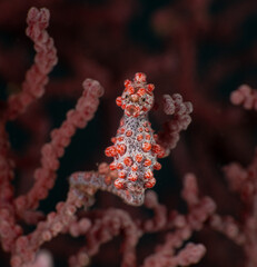 Extreme macro of Pygmy seahorse (Hippocampus bargibanti) face to camera on pink gorgonian. Detailed scientific view of camouflaged marine species. © FrantoDiving