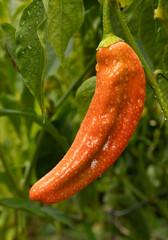 Rain soaked green chili pepper that's turned red