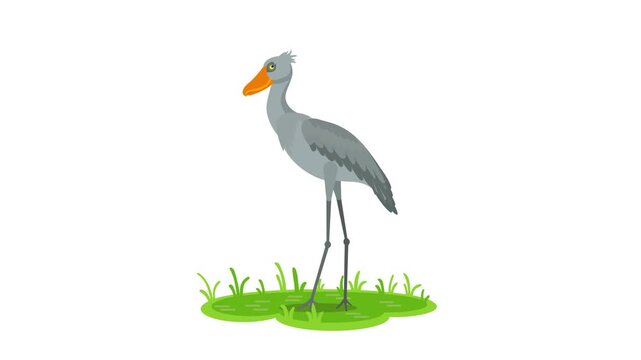 4k Animated Illustration of Shoebill Stork Bird or Balaeniceps Rex on isolated white background. African Endemic Bird Species. Fit for Educational Purposes.
