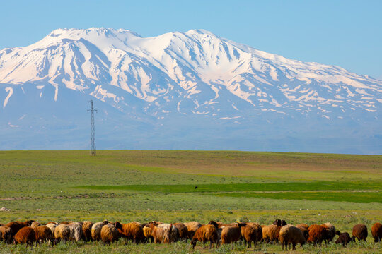 Mount Ararat (Armenian: , Ararat or , Masis; Kurdish: iyay Agir; during the Seljuk period: Eri Da), with an altitude of 5,137 meters, is the highest mountain in Turkiye.