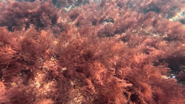 Black Sea, red algae Ceramium rubrum on rocks near the shore, growing in clean saline water.