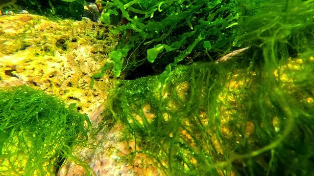 Black Sea environment, green algae Ulva &ndash; Enteromorpha intestinalis growing on stones in shallow, clean brackish water near the shore.