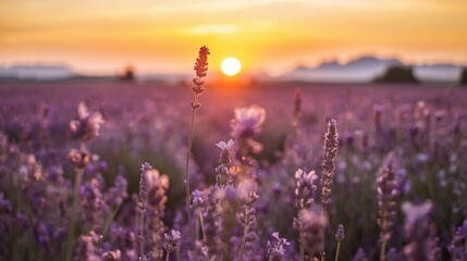 Naklejka premium lavender field at sunset