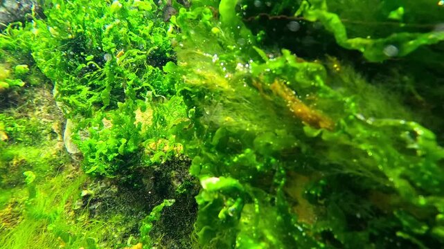 Black Sea environment, green algae Ulva &ndash; Enteromorpha intestinalis growing on stones in shallow, clean brackish water near the shore.