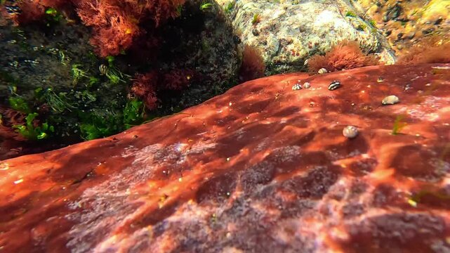 Reflections of sunlight on a rock covered with red algae, with Theodoxus mollusks crawling over it, Black Sea.