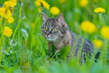 A beautiful tabby cat sits in the grass. Portrait of a european cat. A beautiful european cat lurk in the flowering meadow. 