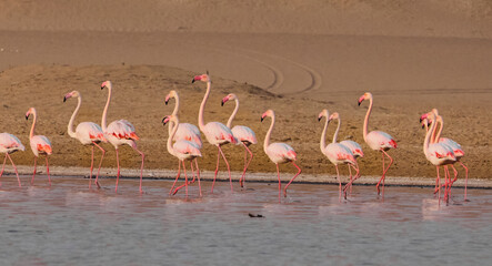 flamingos in the lake
