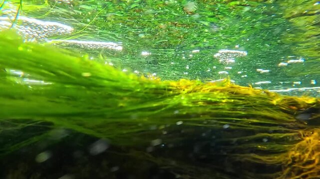 Macrophyte algal flora of the Black Sea, filamentous green algae on rocks near the shore growing at shallow depth in a flow of clean brackish water