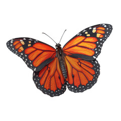 Fototapeta premium Vibrant Orange Monarch Butterfly with Black Edges.
