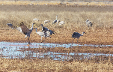 Obraz premium Sandhill cranes