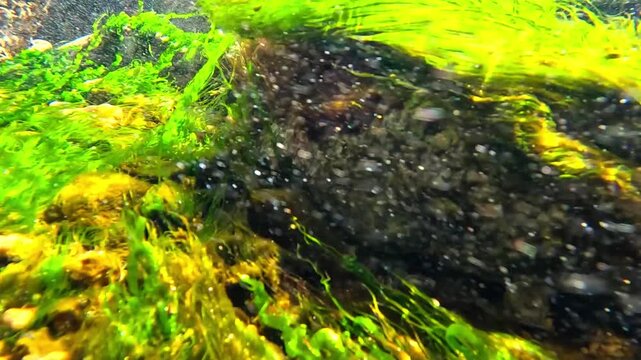 Stream of clear freshwater with air bubbles flowing over rocks covered with green algae, emerging from a pipe into the Black Sea, Odessa.