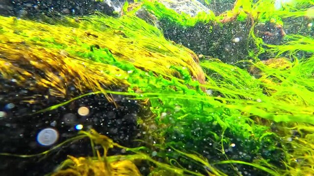 Stream of clear freshwater with air bubbles flowing over rocks covered with green algae, emerging from a pipe into the Black Sea, Odessa.
