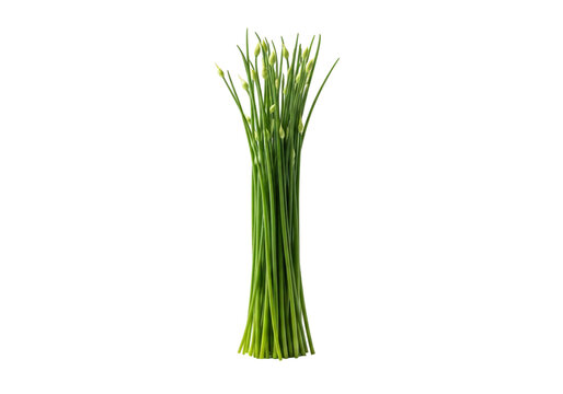 A bunch of green chives tied together with their stems aligned neatly isolated on transparent background