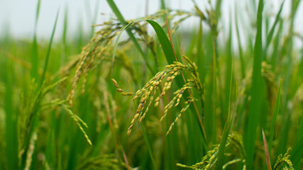 Rice Field Close Up – Green Paddy Rice Plant, Rice Grain, Rice Crop in Agricultural Farm © Apriadi