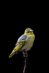 Fototapeta premium Female black-headed weaver bird, ploceus melanocephalus. This bird is perched on a branch and isolated on a black background with space for text.