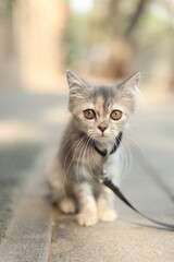 A small grey Parisian kitten with a leech 